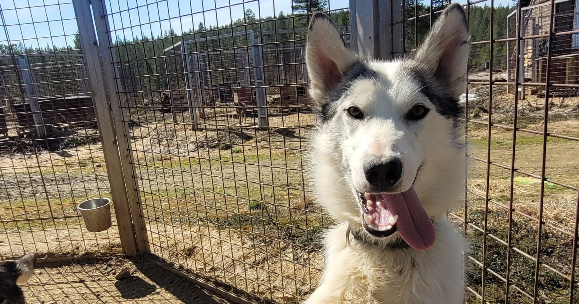 Panting husky in outdoor kennel at Frozen Lake Husky farm