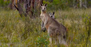 4WD Wildlife Adventure with Blue Mountains Eco Tours