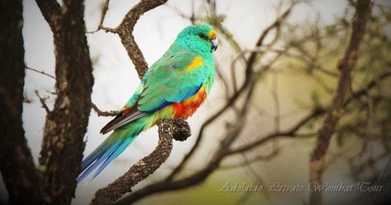 Colorful parrot perched on native tree, birdwatching in bushland