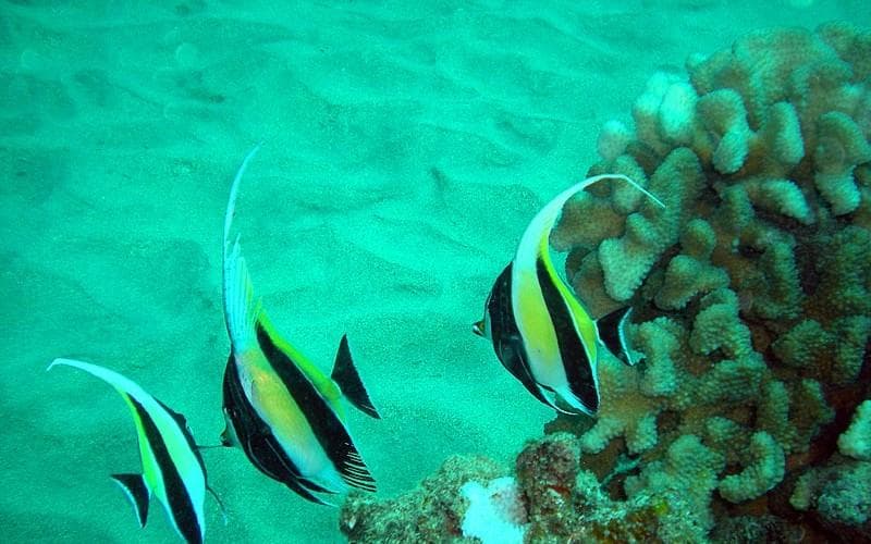 Bannerfish swimming over tropical reef in vivid turquoise ocean