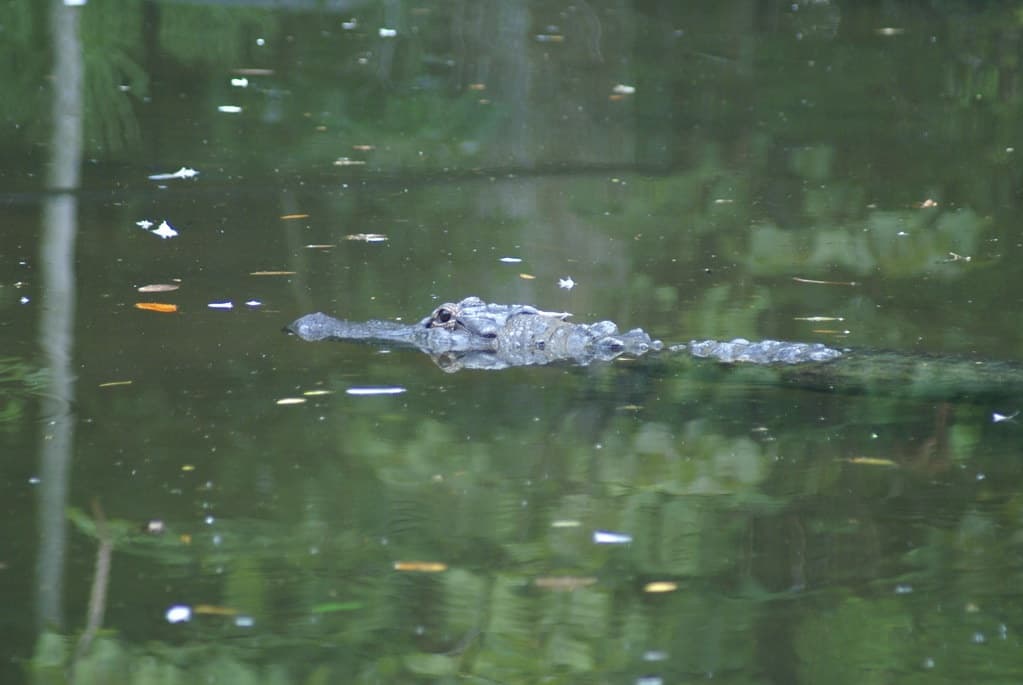 Explore Florida’s Homosassa River: A 3-Hour Wildlife Cruise on the Nature Coast