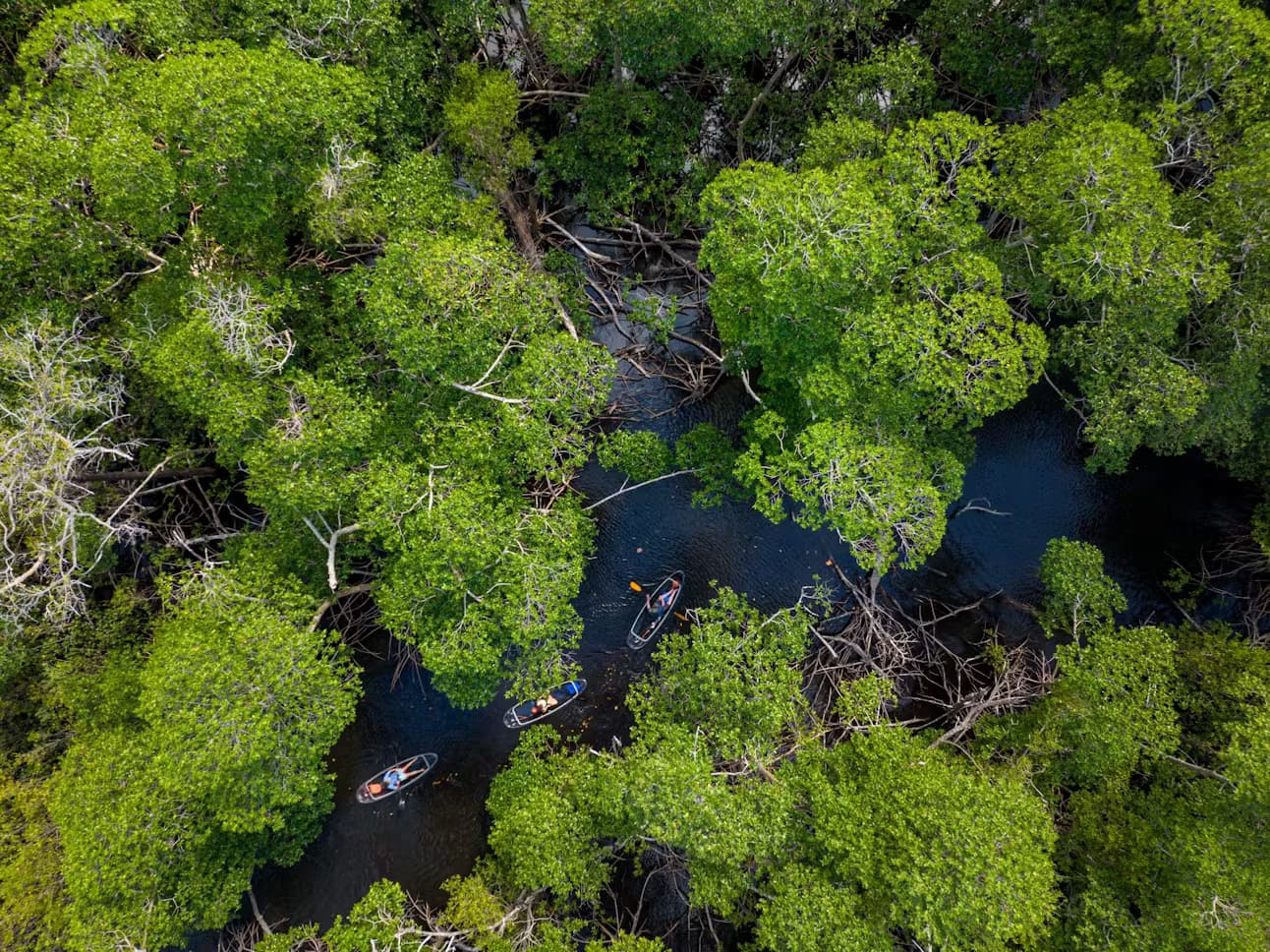 Explore Miami's Mangrove Tunnels on a Private Clear Kayak Tour