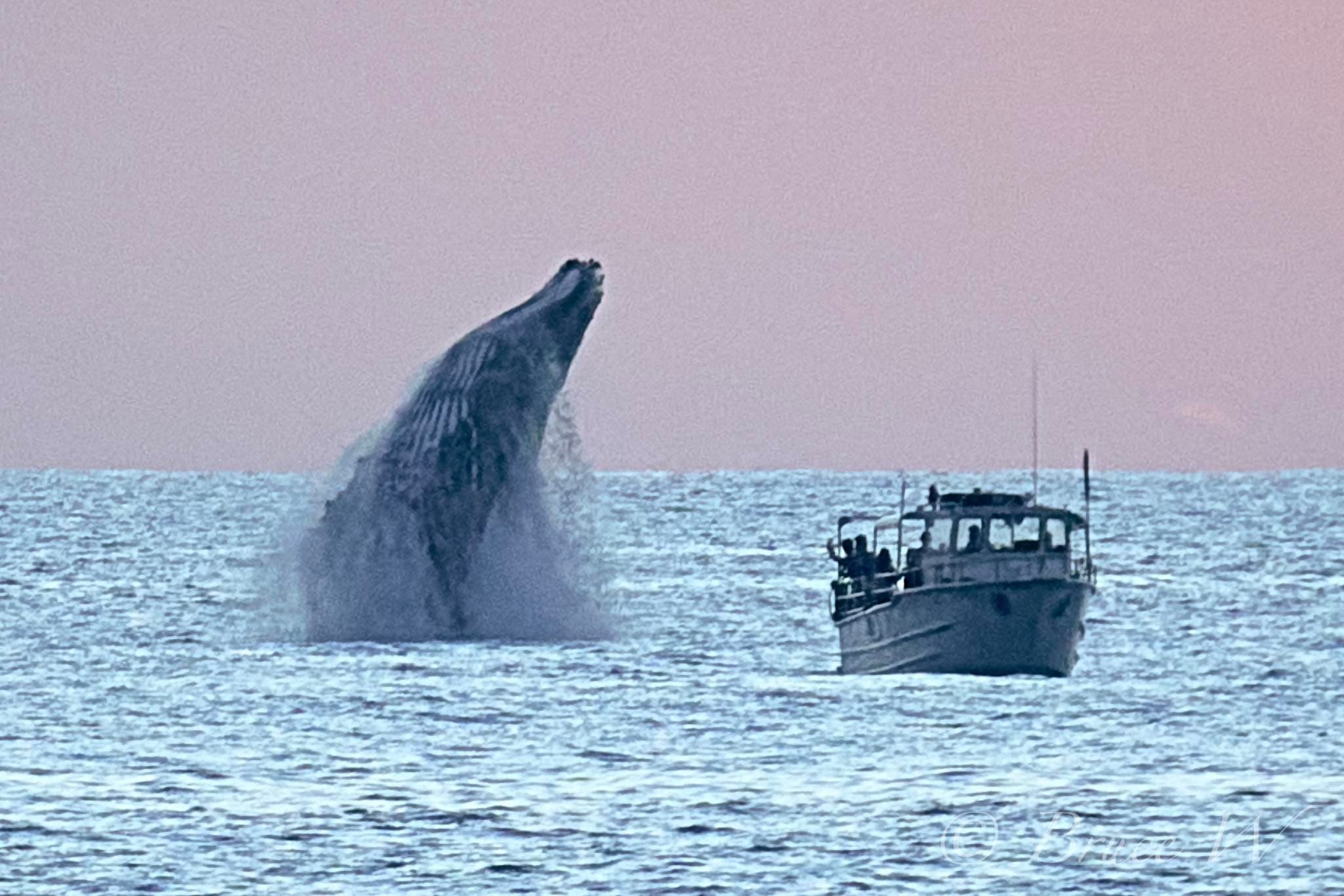 Maui Whale Watching Aboard Island Style Snorkeling