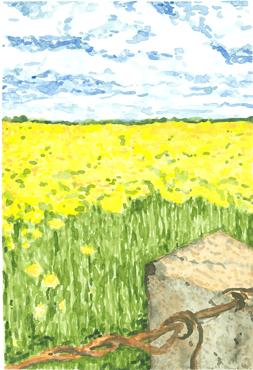 Yellow wildflower field under a cloudy sky, rural meadow