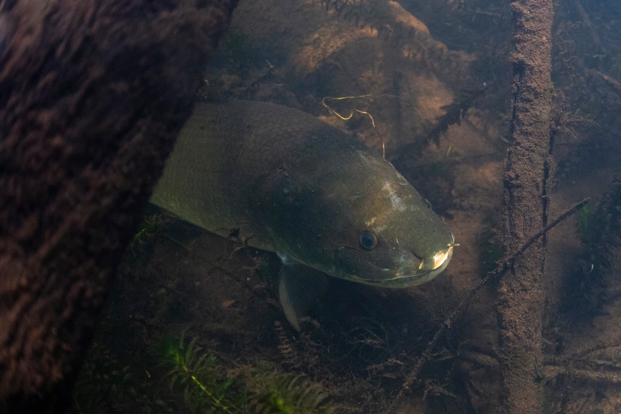 Saluda River Snorkel: Swim with Striped Bass Near Columbia, SC photo 3