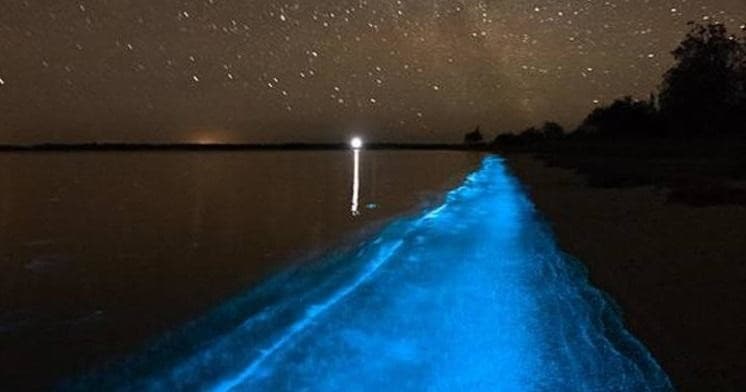 Night bioluminescent kayaking glowing blue along a shoreline