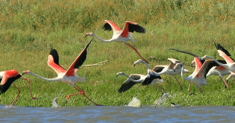 Flamingos running and taking off across shallow wetland, birding tour