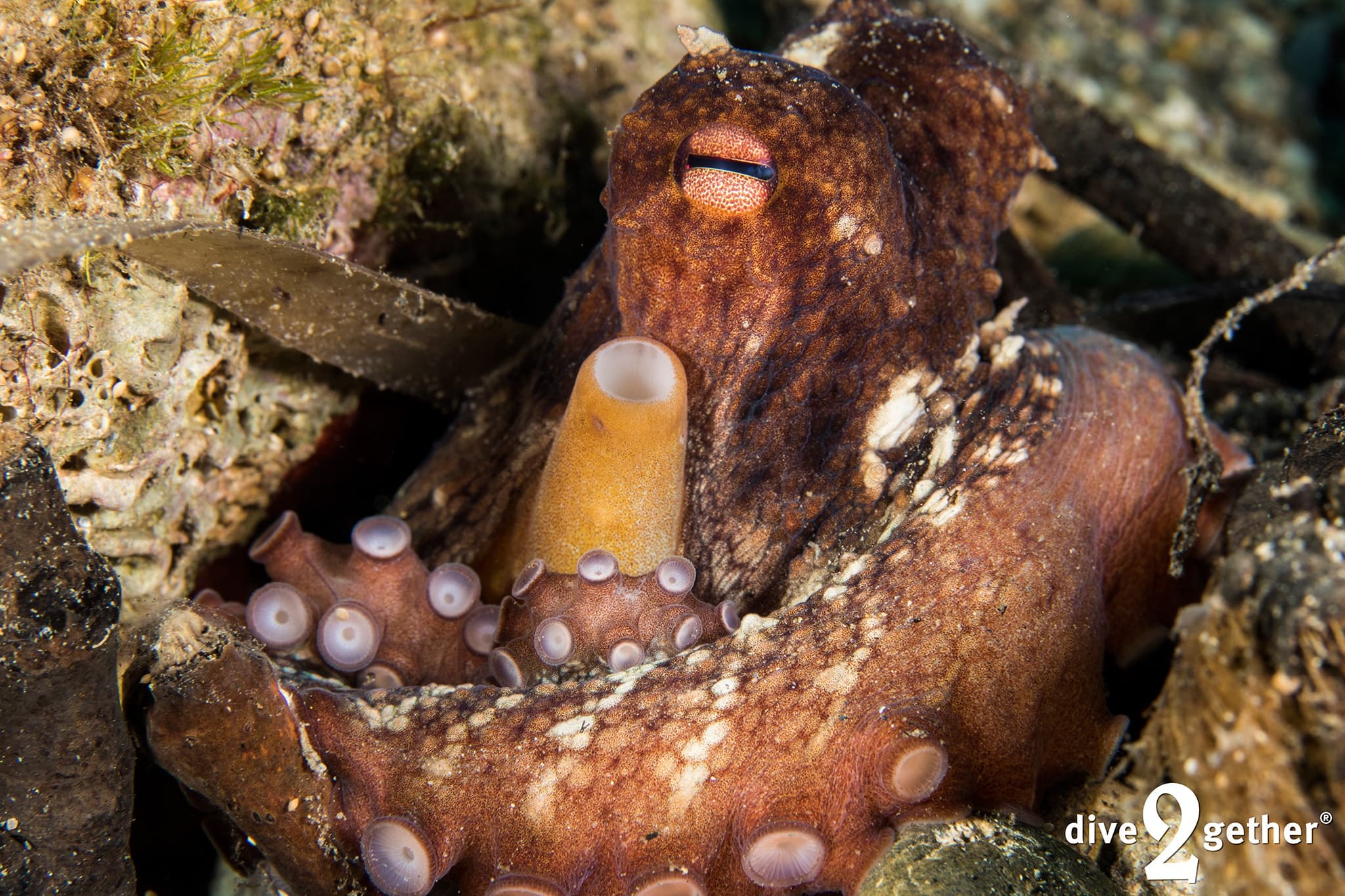 PADI Night Diver: Master Night Diving in Plakias, Crete photo 3