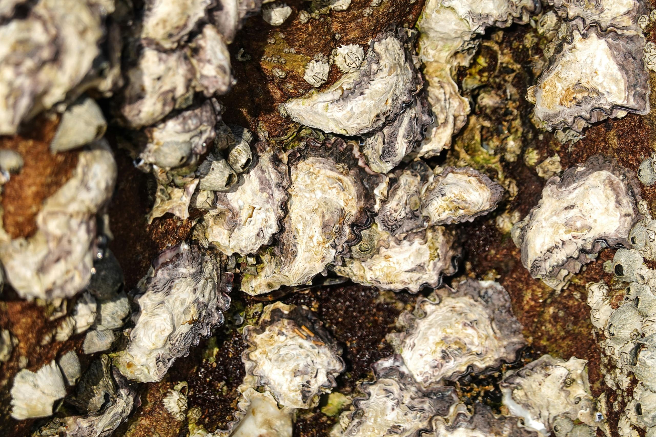 Oysters & Champagne at Ashcombe Maze: Richard Cornish on Westernport's Lost Reefs photo 3