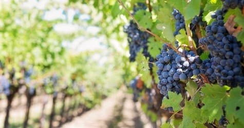 Explore Puglia’s Wine Heritage: A Guided Tasting Tour in Martina Franca