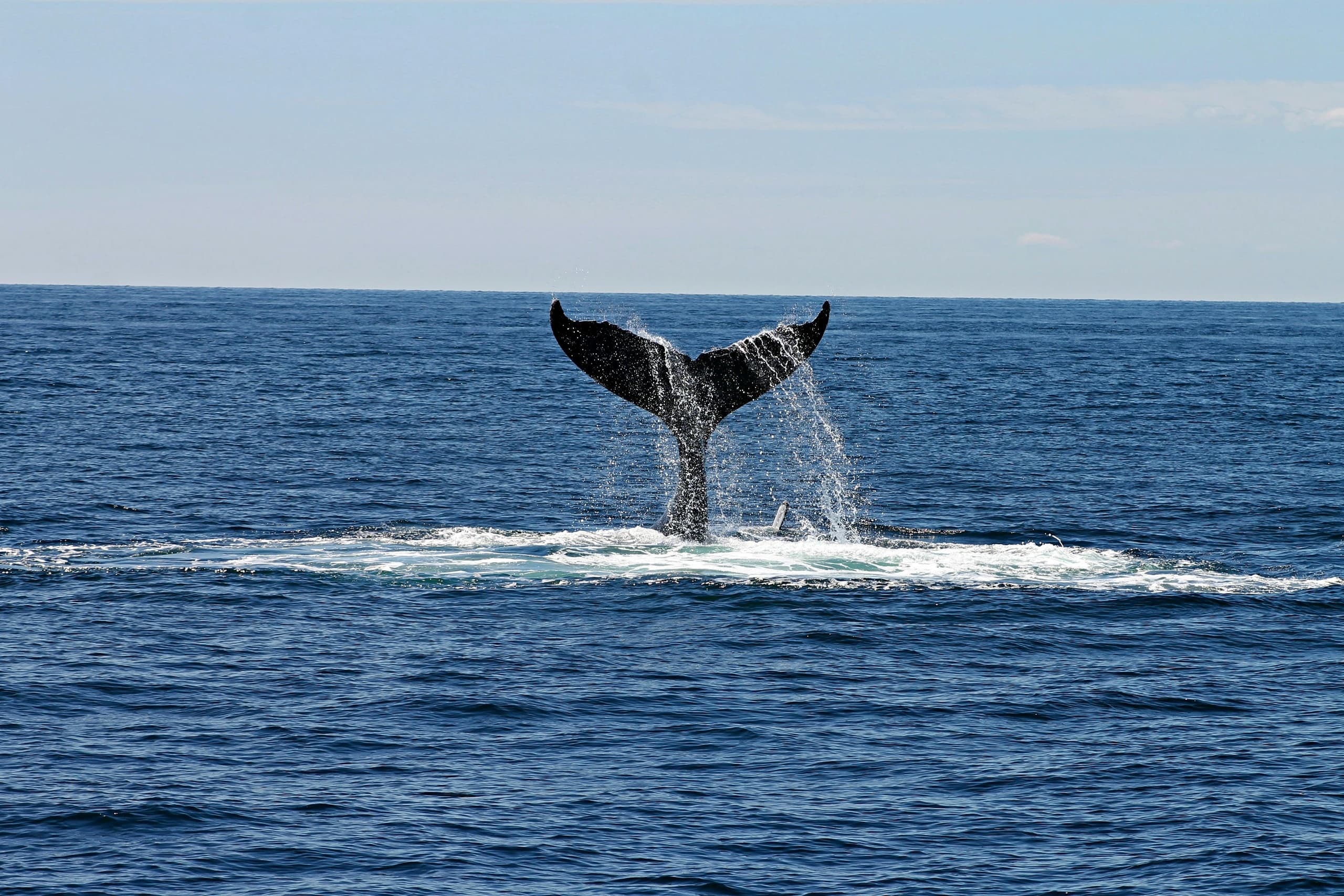 Comox Harbour Whale Watching: Salish Sea Tours with Comox Harbour Charters