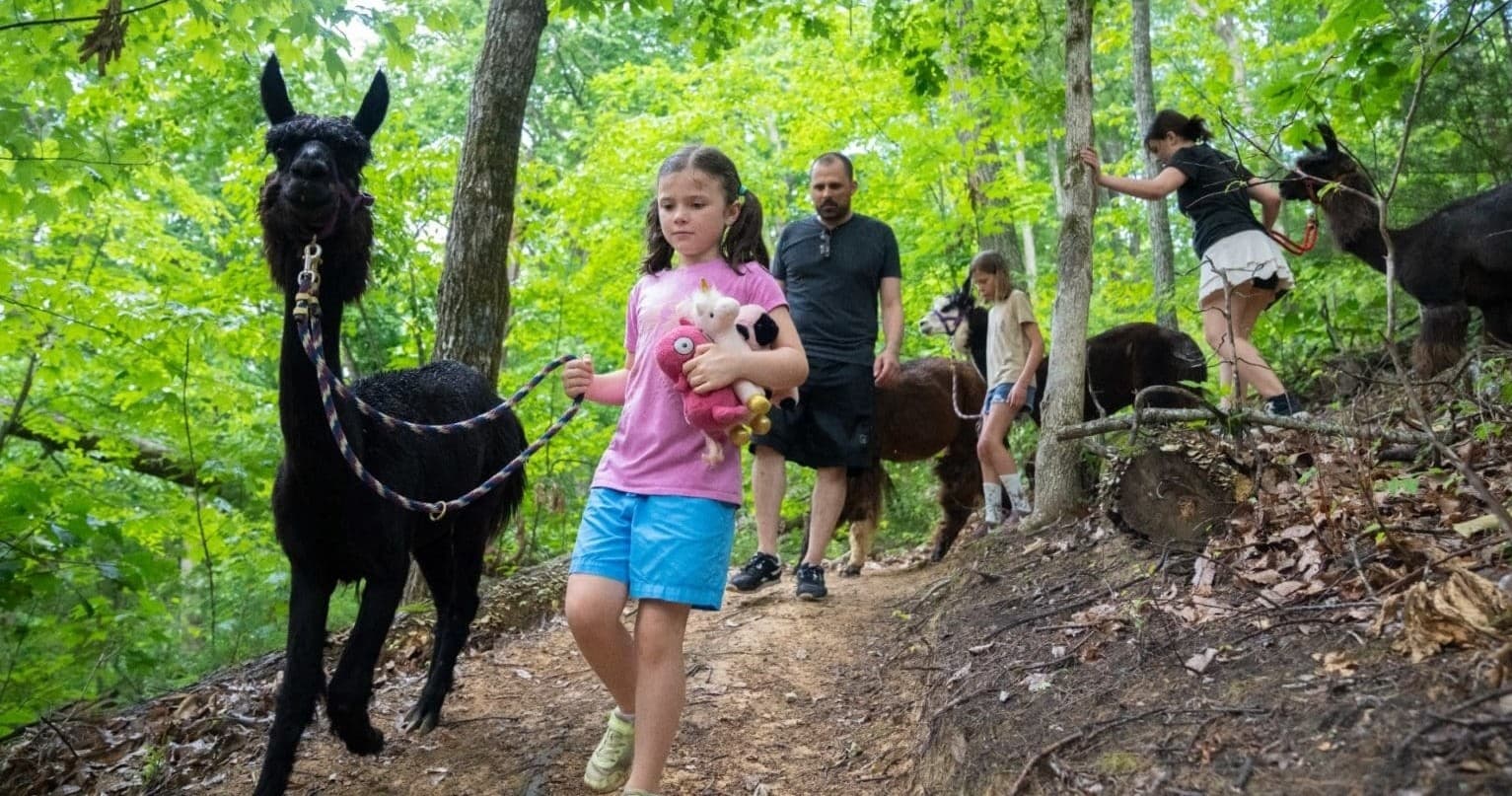 Padgett Mill Trek: Llama-Guided Walks in the Smoky Mountain Foothills