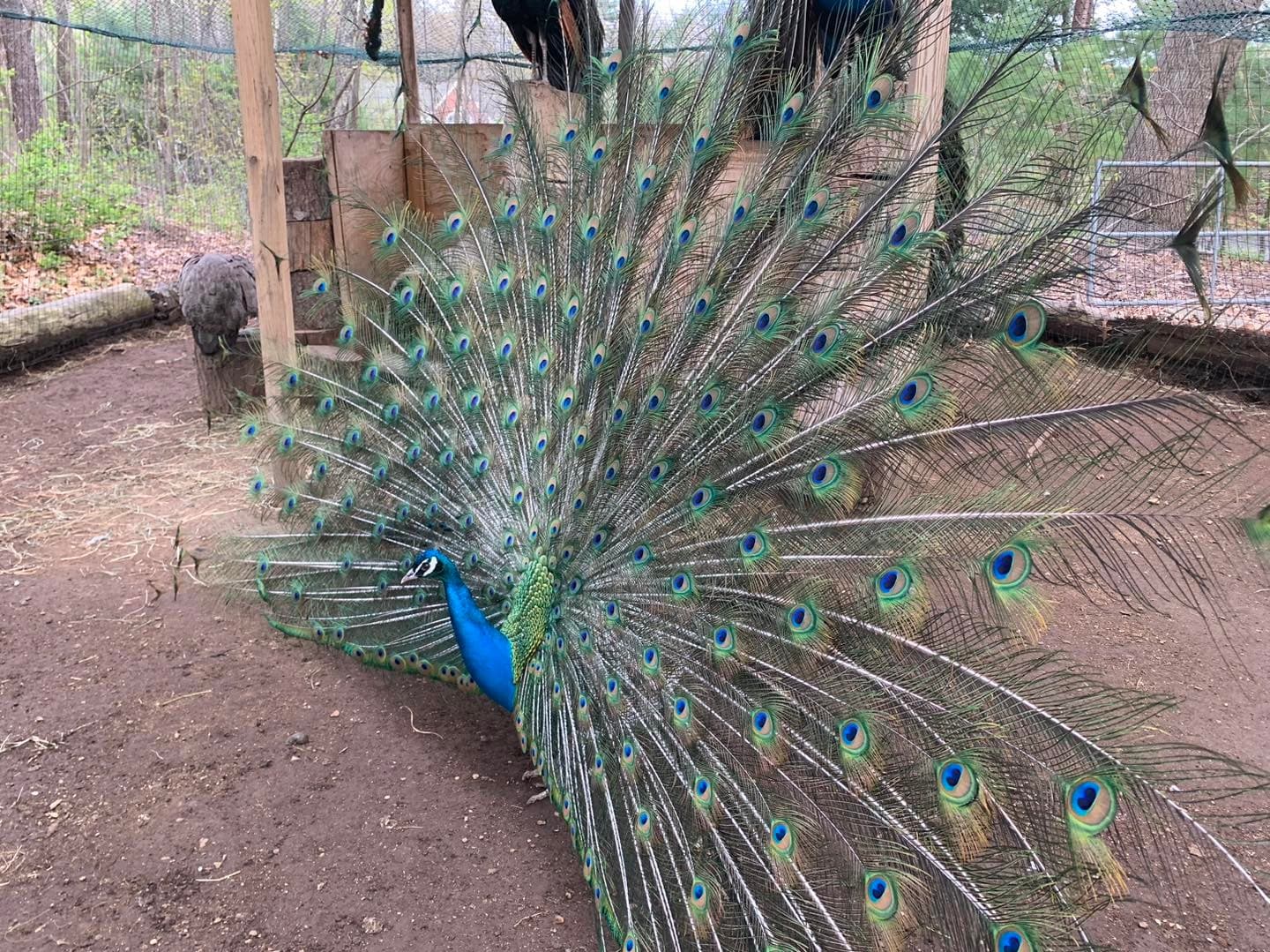 Peacock displaying full fan in outdoor aviary exhibit