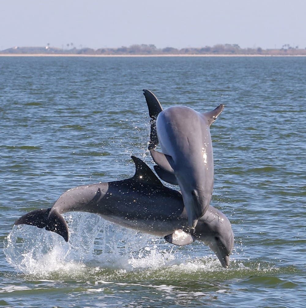 Dolphin Sightseeing & Bioluminescence Tours | Cruise Cocoa