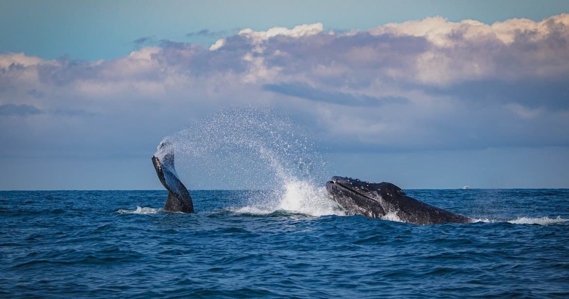 Eastport Whale Watching Cruise: Bay of Fundy Whales, Old Sow & Lobster Pulls