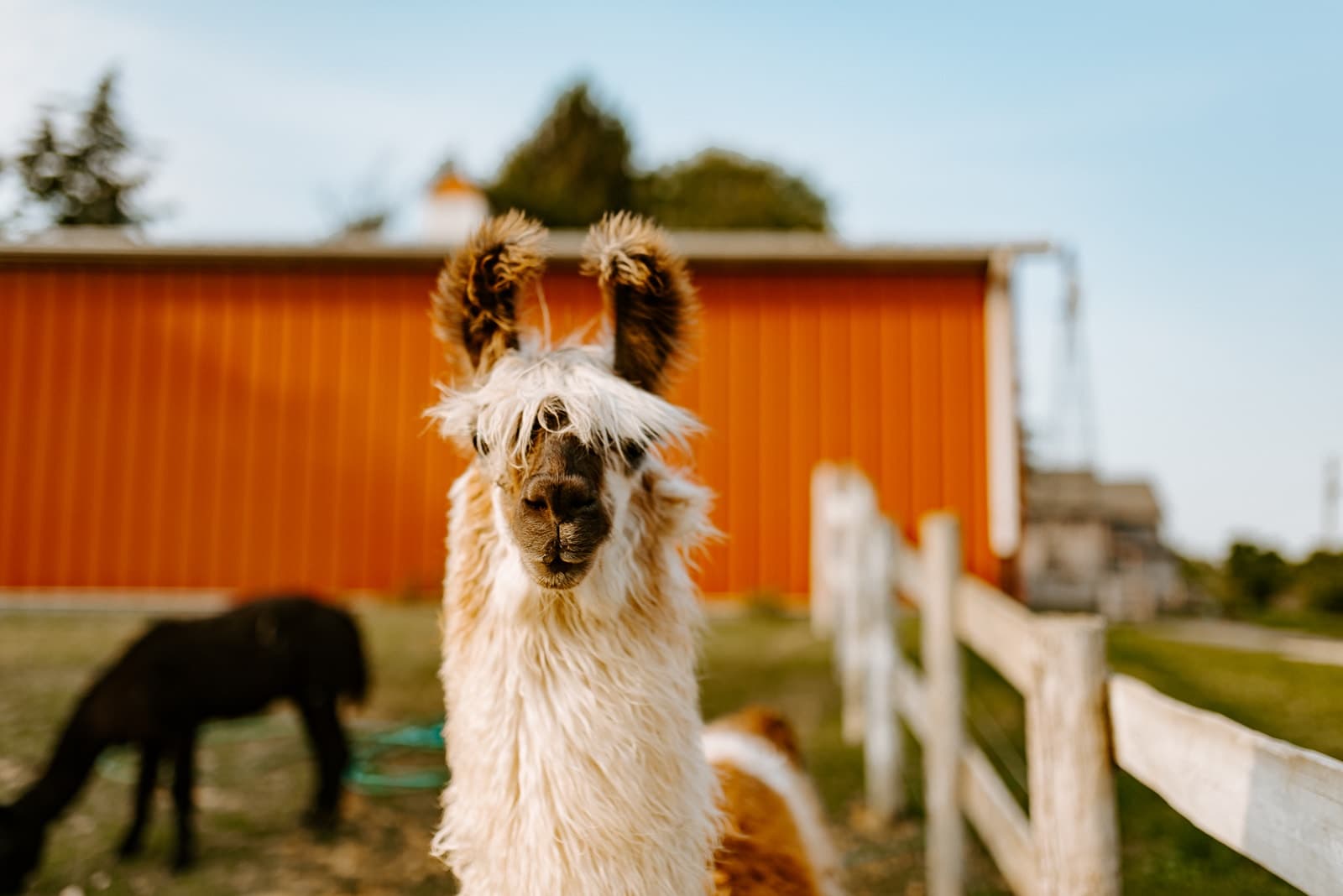 Meet the Llamas: Private Group Tours at Prairie Patch Farm