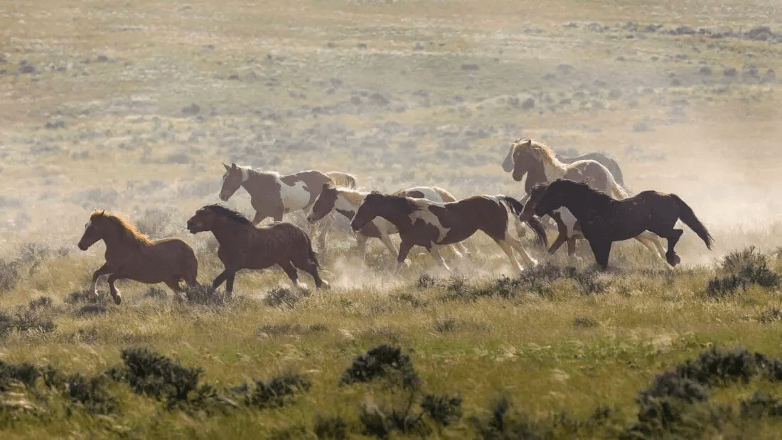 Wild West Safari Adventures with Yellowstone Safari Company