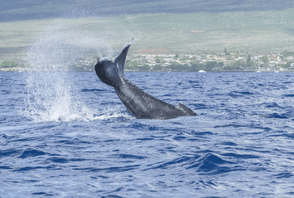 Maui Whale Watching Cruise from Maalaea Harbor — 2.5-Hour Winona Catamaran Experience photo 3