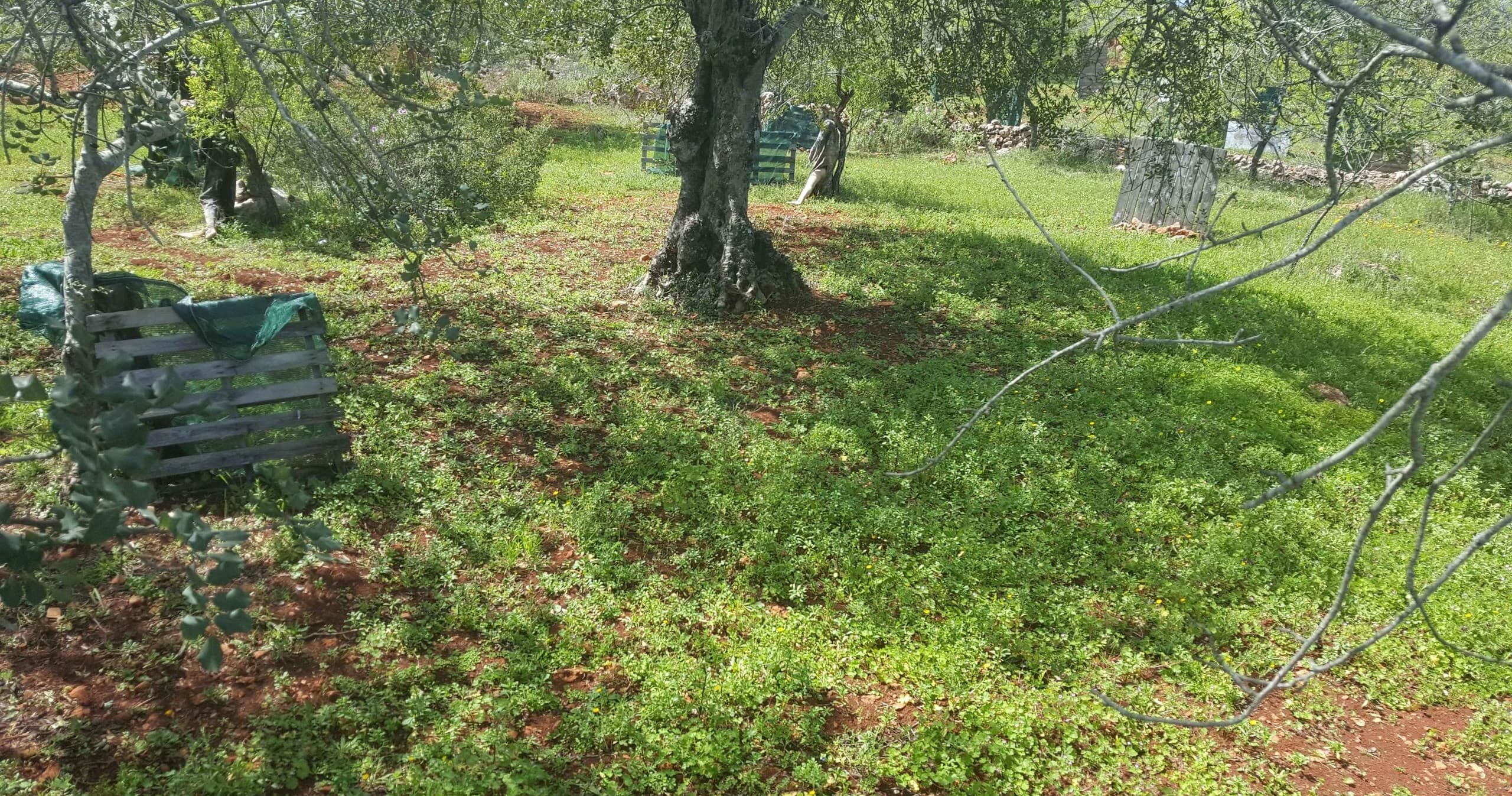 Paintball course in Algarve olive grove with grassy cover