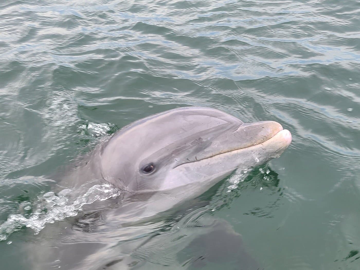 Dolphin and Snorkel Tour with Capt Zach's Adventures in Panama City