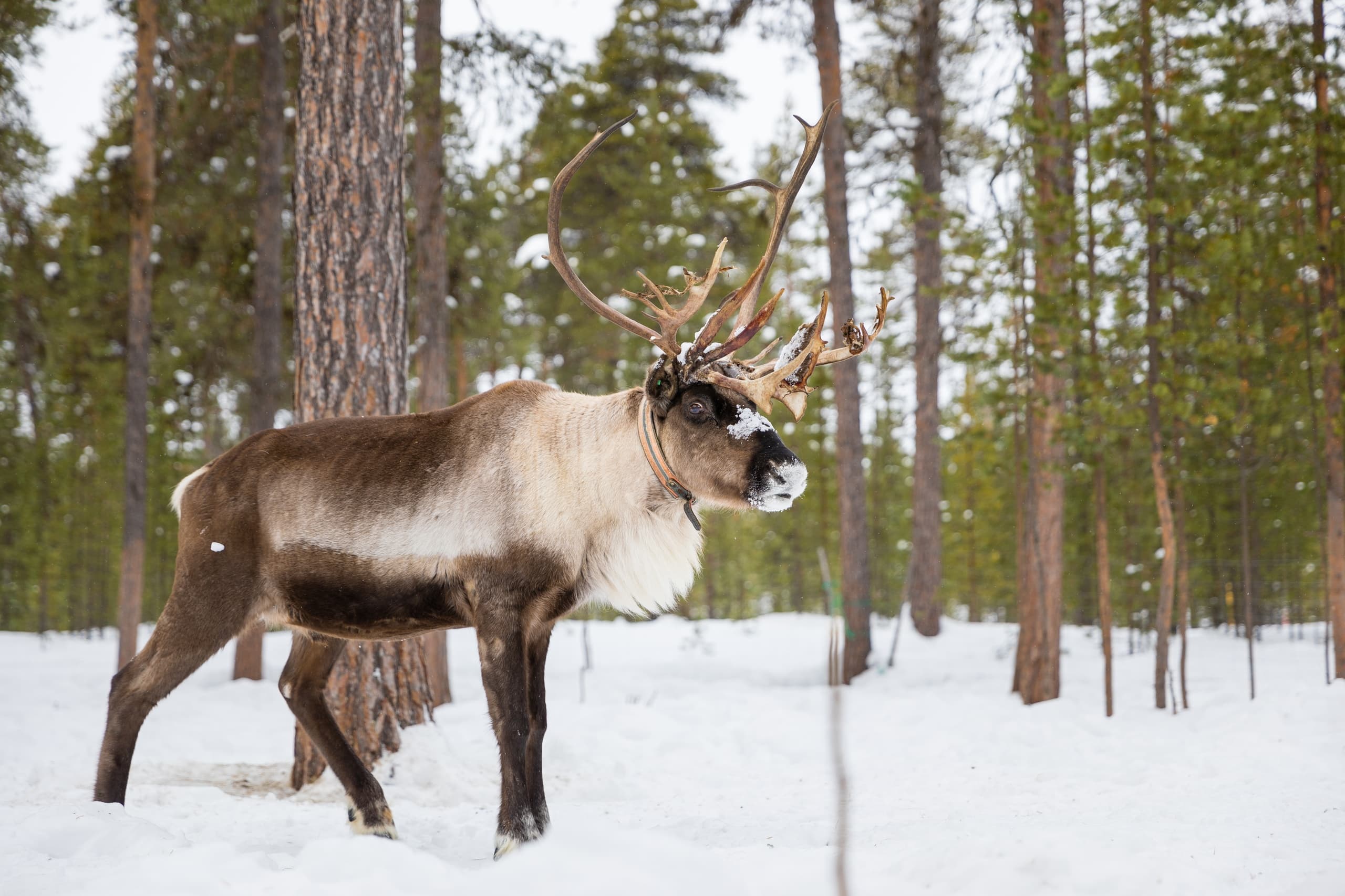 Meet the Reindeer with Wilderness Hotel Kieppi in Lapland