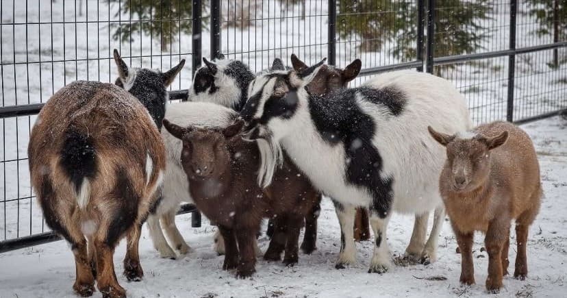 Baby Goat Snuggle & Barnyard Visit in Martintown, Ontario