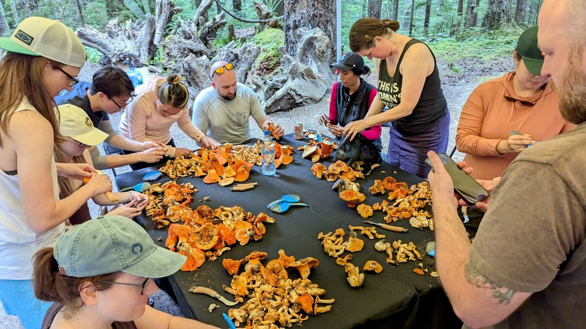 Copalis Coastal Mushroom Hunt: Porcini, Chanterelles, Hedgehogs & Lobster Foray photo 3