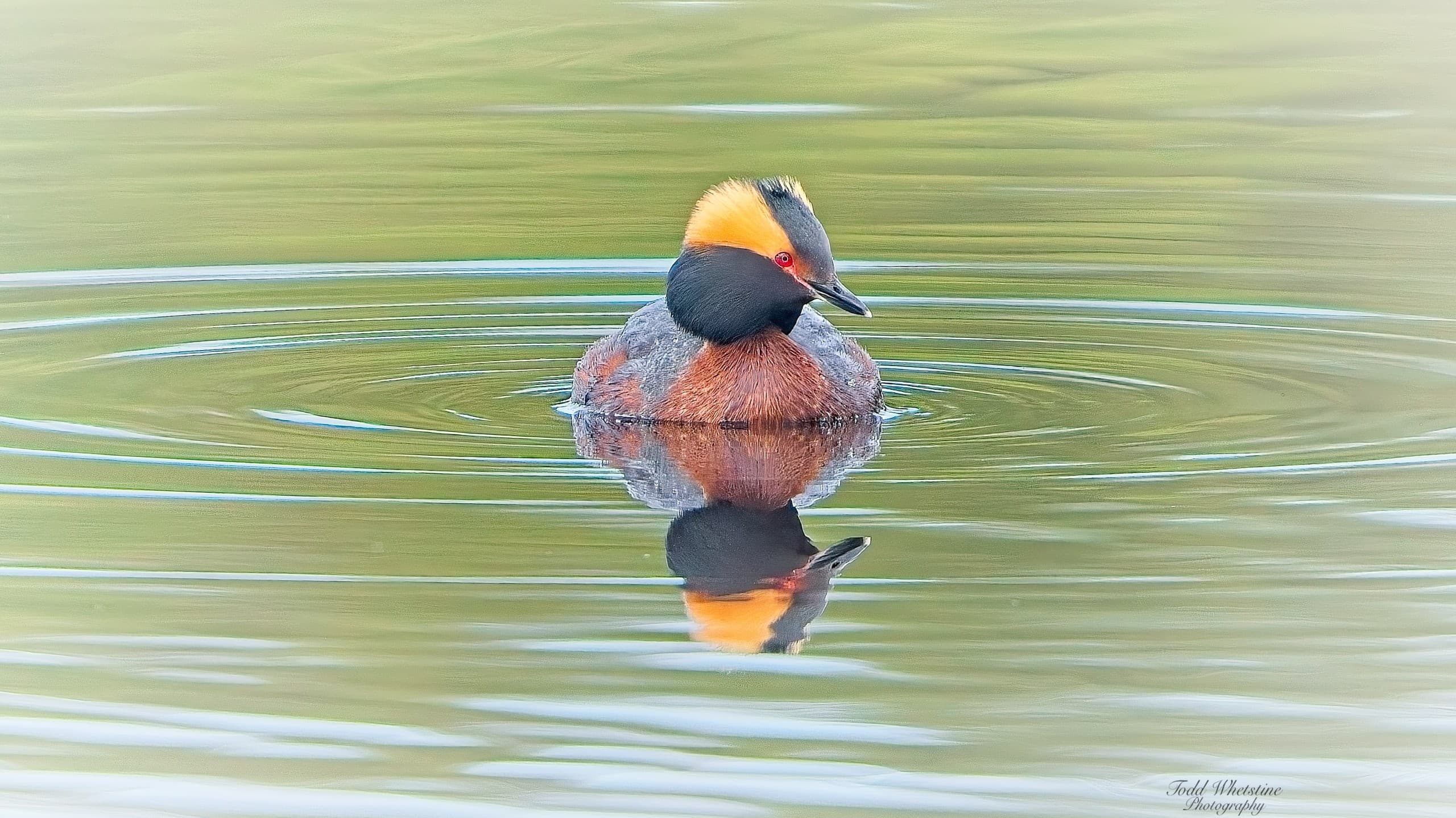 Master the Skies: Birds in Flight Photography Workshop Near Fairbanks, AK photo 3