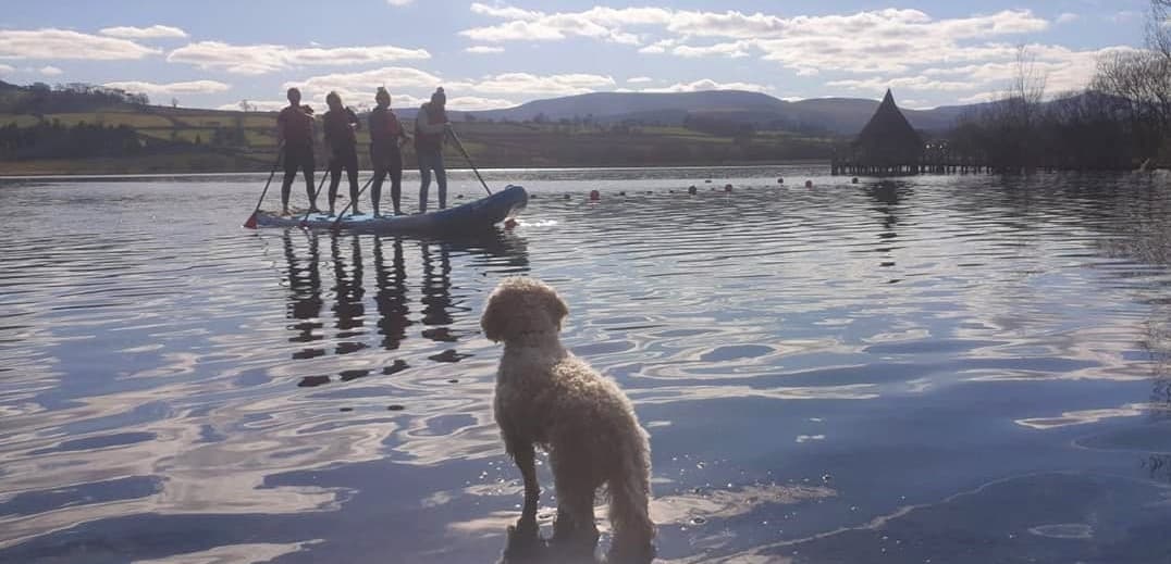 Group paddleboarding at sunset with dog watching from shore