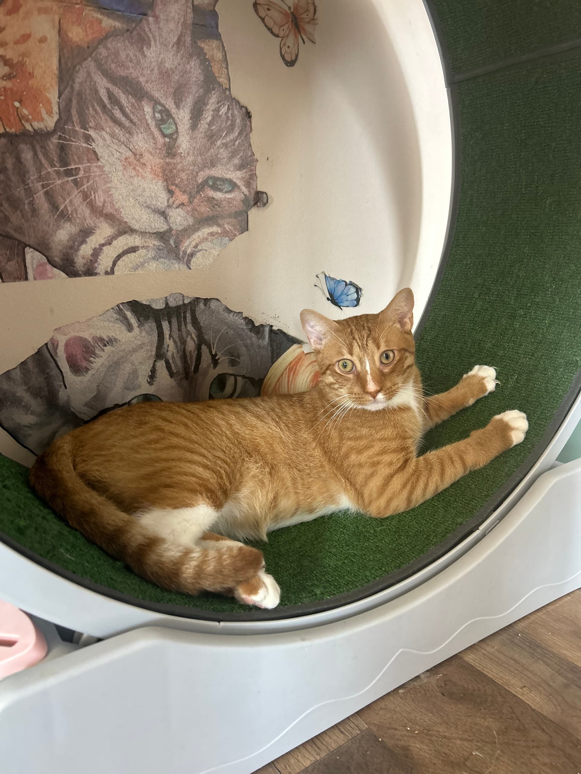 PURR Cat Cafe fleet