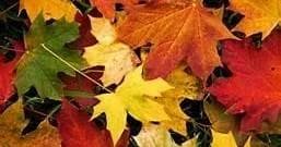 Scenic Fall Foliage Ride with Buffalo Cattarugus Railway
