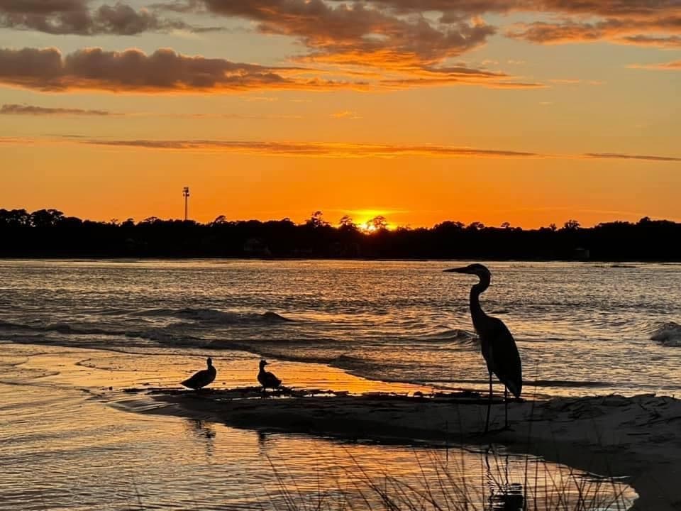 Salt Marsh Kayaking & Wildlife Tour in Pawleys Island