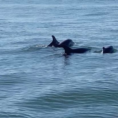 Dolphin Watching Adventures with Longitude in Setúbal