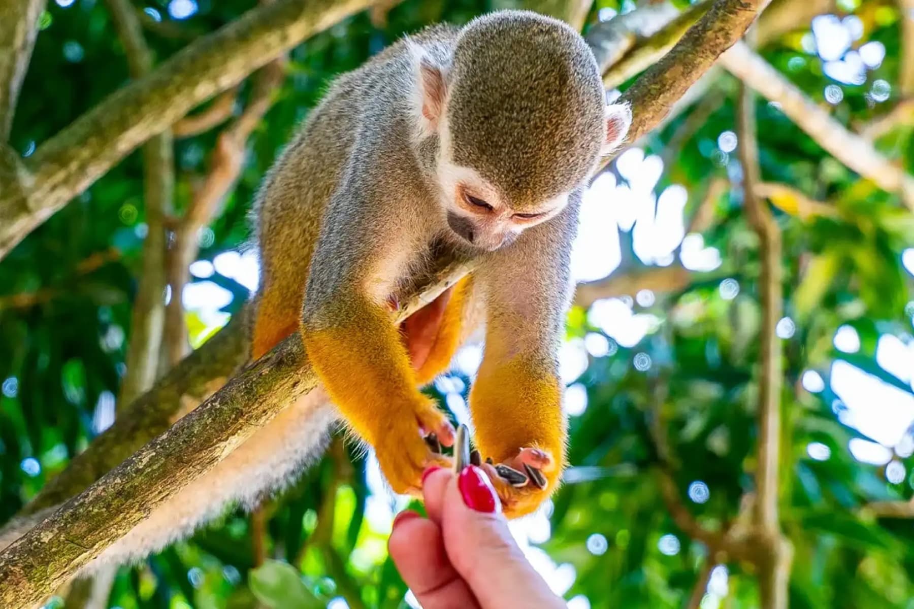 Meet the Squirrel Monkeys: Monkeyland and Plantation Safari Tour from Punta Cana photo 1
