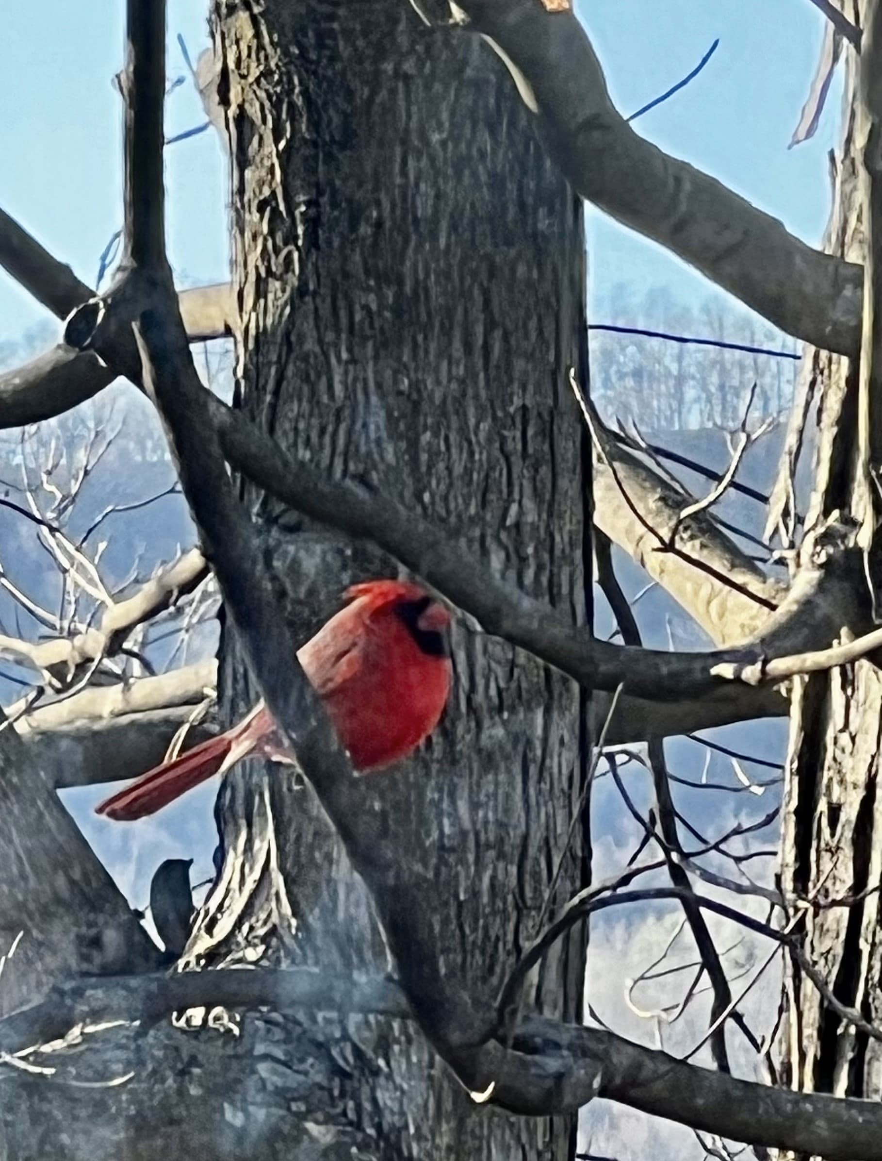 Birdwatching Adventure in Bedford, Pennsylvania