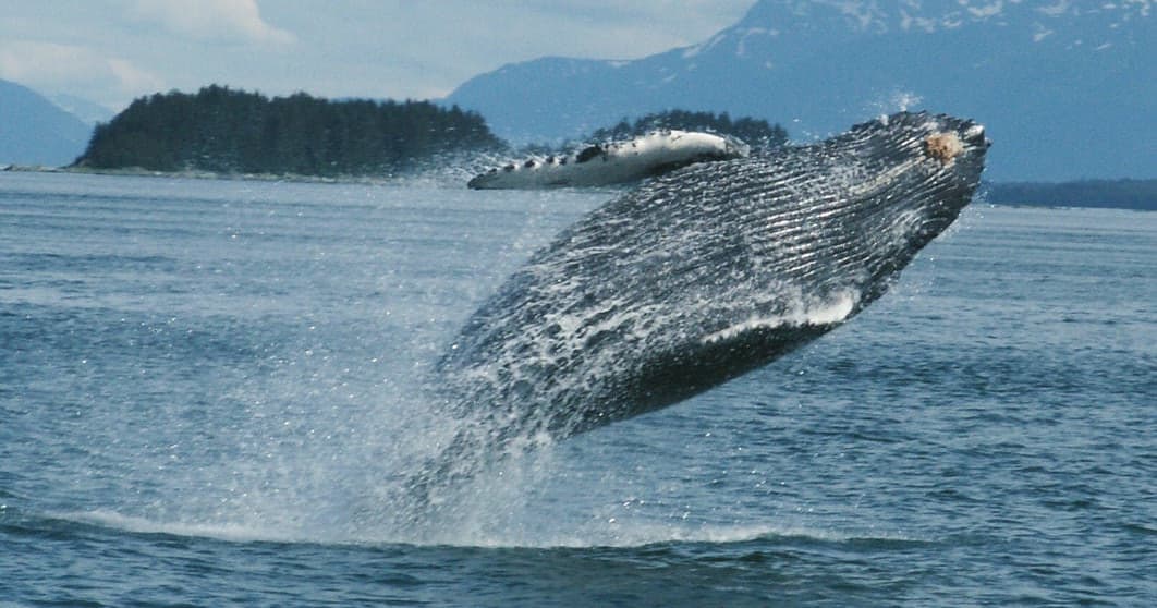 Humpback whale breaching in Alaskan coastal waters