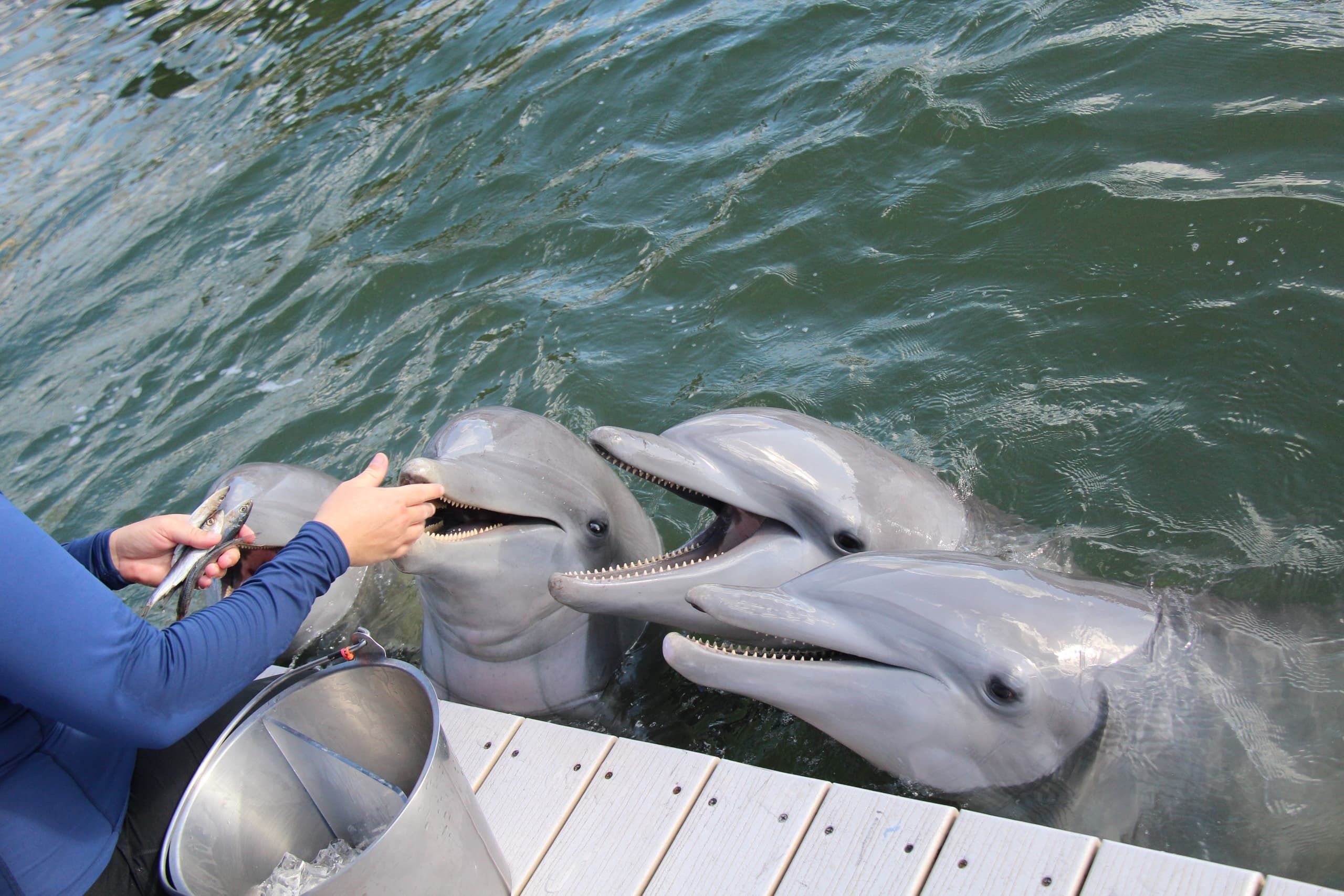 Two dolphins at dock during outdoor marine encounter feeding