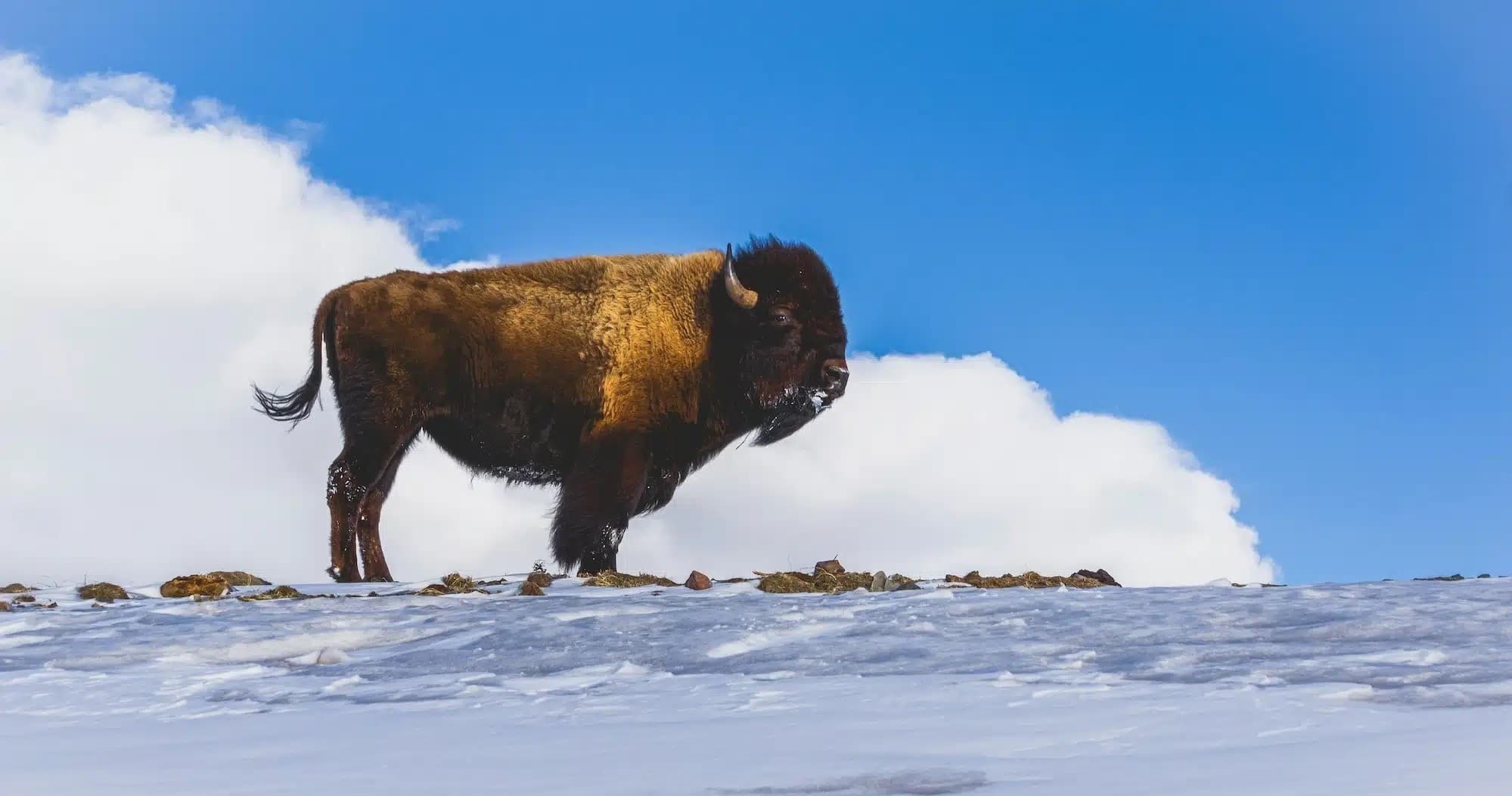 Yellowstone Winter Adventure with Good Trip Adventures - Belgrade, MT