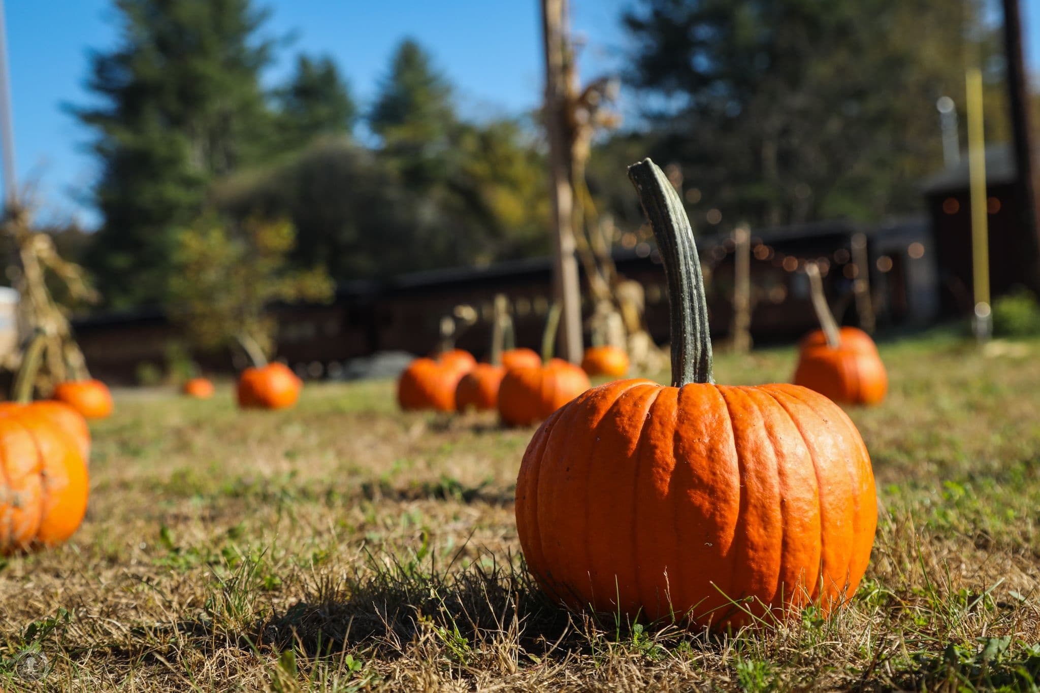 Pumpkin Patch Express: Fall Fun Near Chicago, USA
