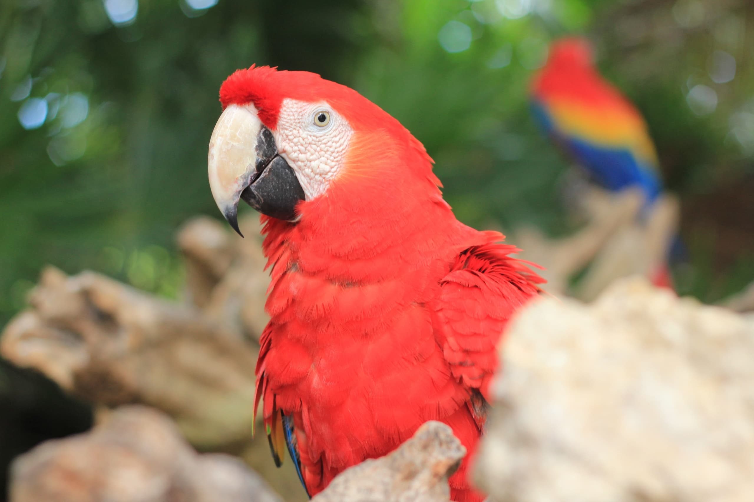 Xcaret All Inclusive: Cultural Adventure with Aleman Travel Agency