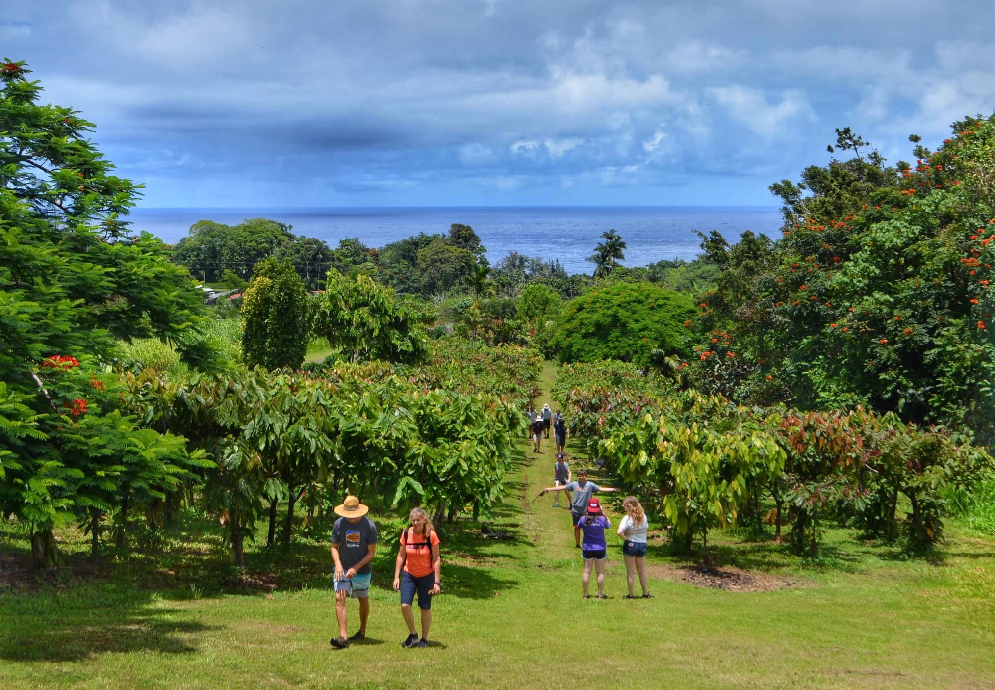 Hamakua Chocolate Farm Tour & Tasting in Papaikou, HI