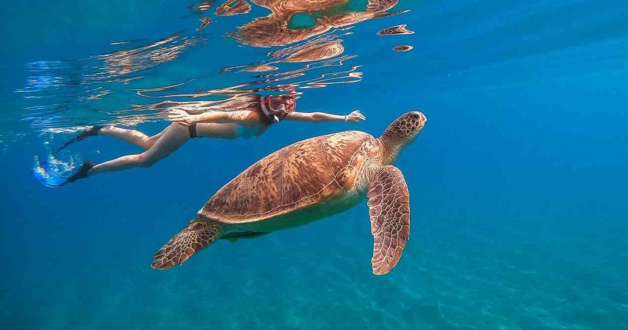Turtle Snorkeling & 20ft Jumping in Honolulu, Hawaii