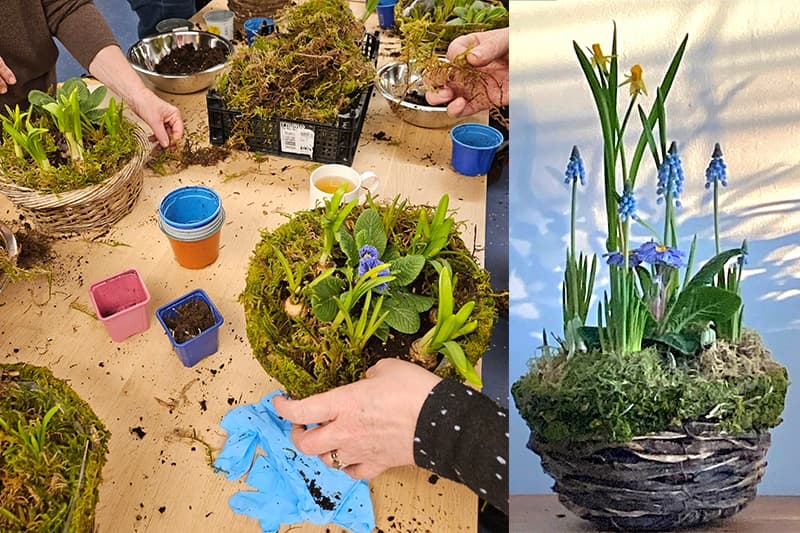 Spring Bulb Basket Workshop on Skeldergate: Create a Living York Souvenir