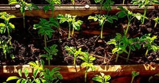 Raised bed vegetable seedlings sprouting in sunlit garden