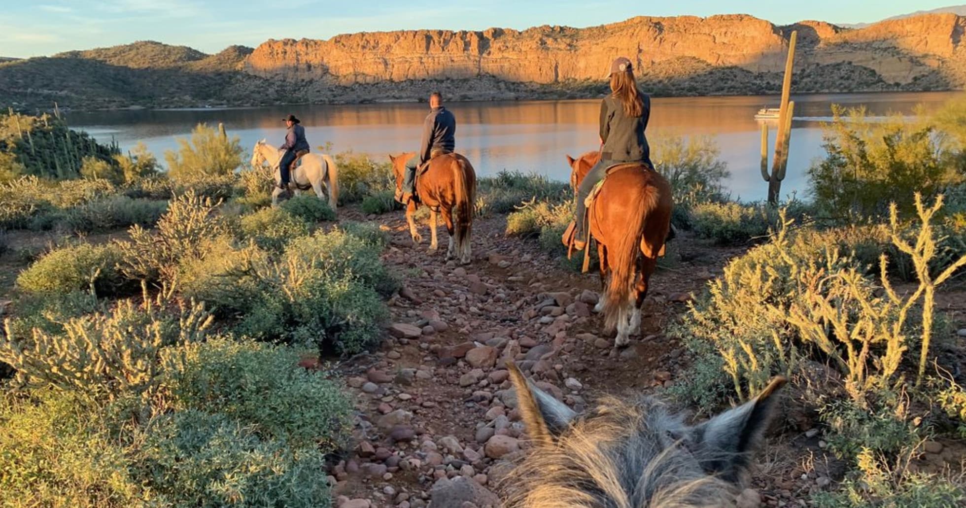 Saguaro Lake Ranch Stable fleet