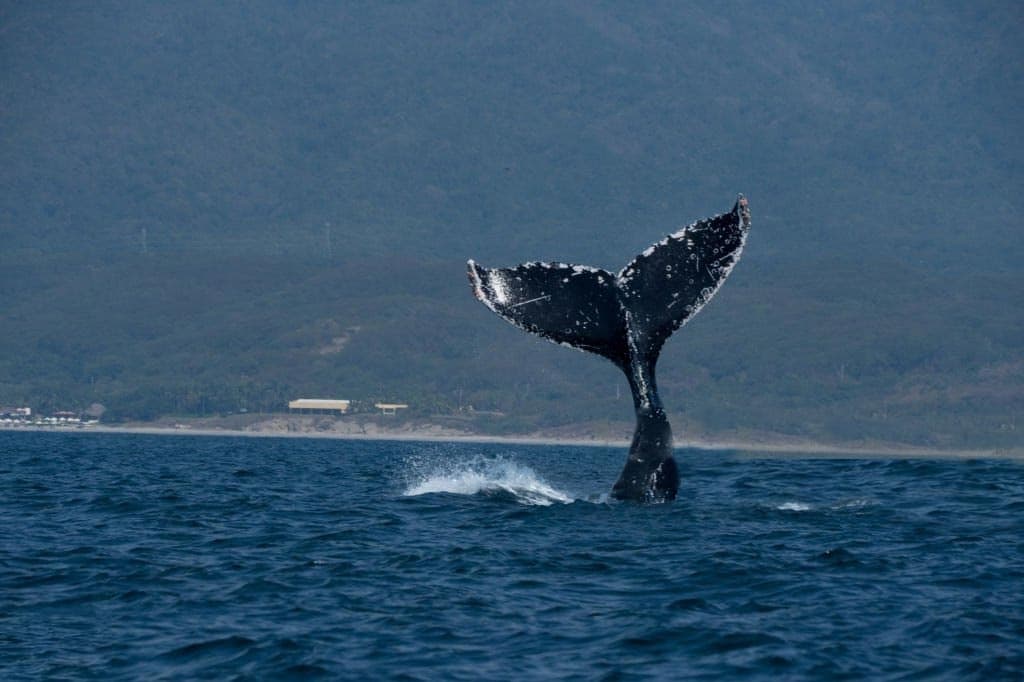 Whale Watching Adventures with Puerto Vallarta Net