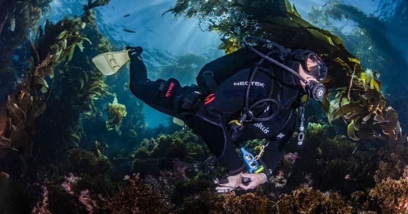 Top Shelf Gear Rental at Catalina Divers Supply — Full Snorkel Kit & Upgraded Regulator (1–4 Day Rentals)