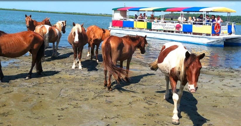 Assateague Explorer Pony Watching & Wildlife Cruises team