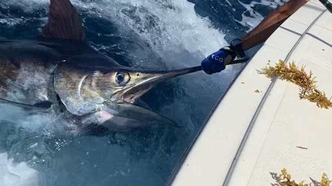 Half Day Deep Sea Fishing in San Juan, Puerto Rico