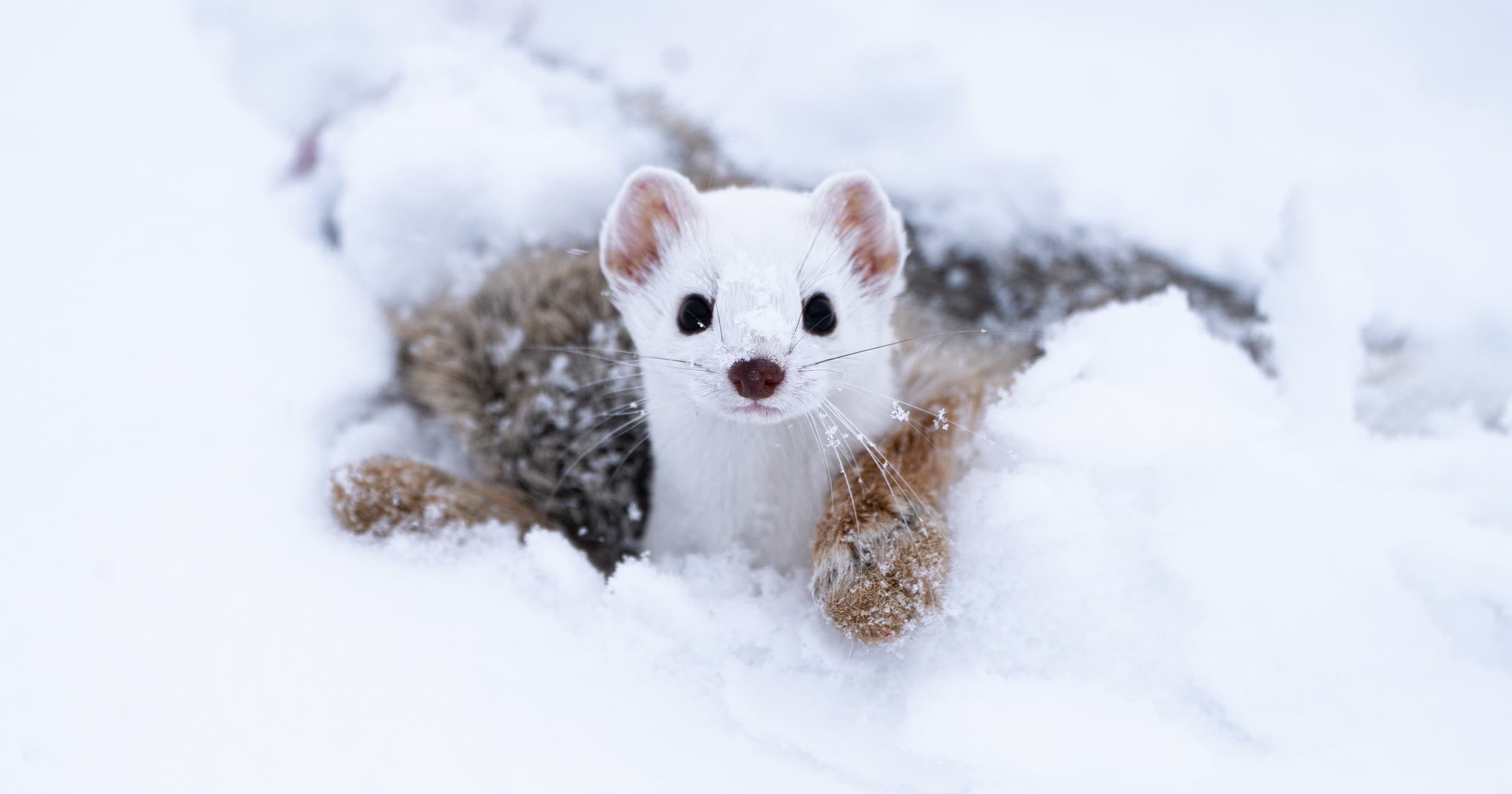 Grand Teton Winter Wildlife Safari: Jackson Hole Guided Tour